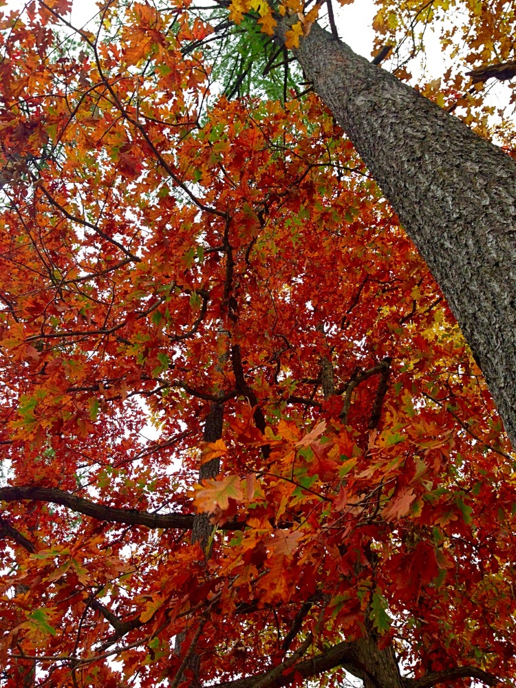 A photo of orange leaves on a tree in Letchworth.